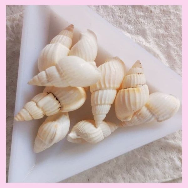 Conchitas Natural x 20gr. - Imagen 2